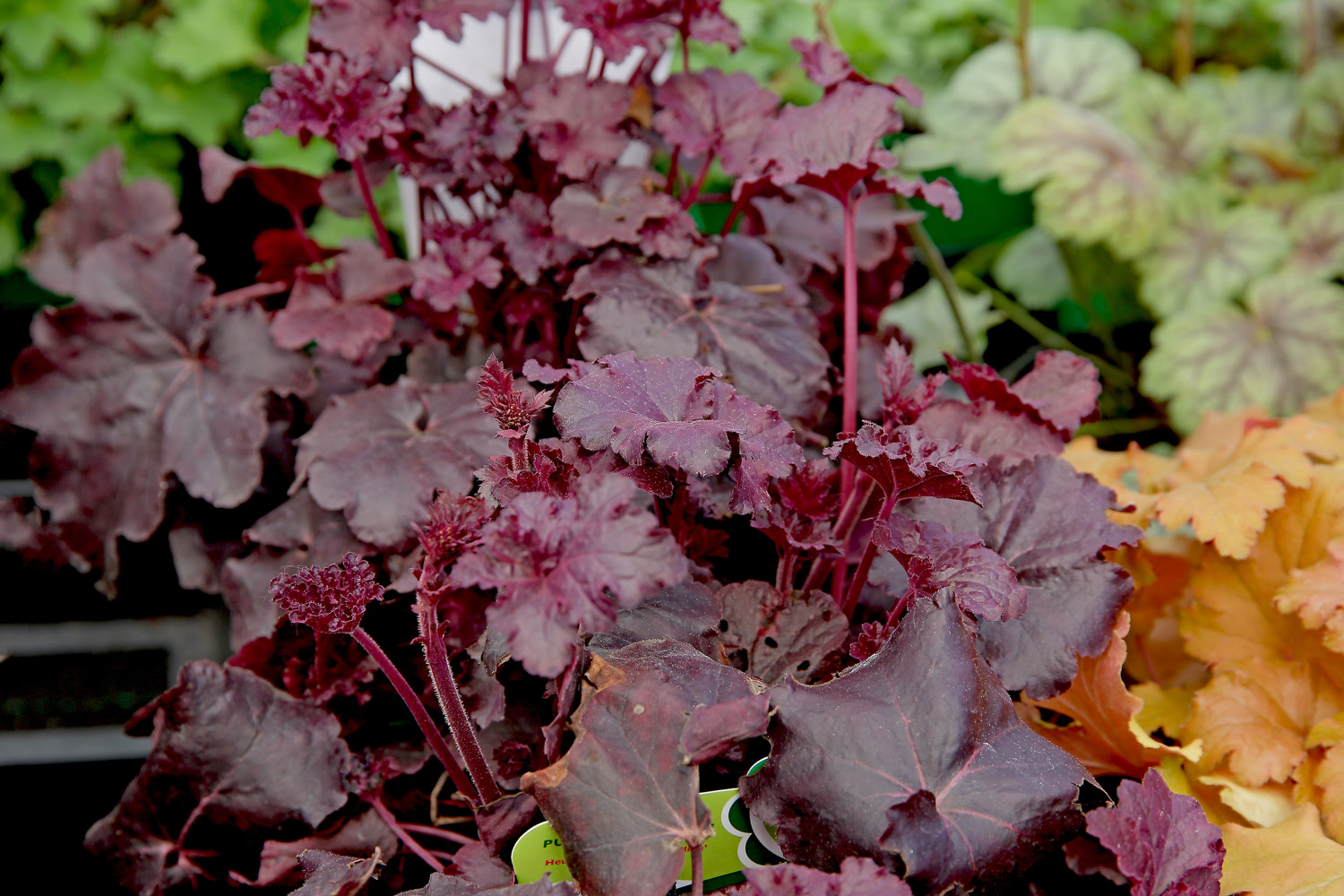 Heuchera Hybrida Obsidian Purpurgl Ckchen Obsidian W Rlein