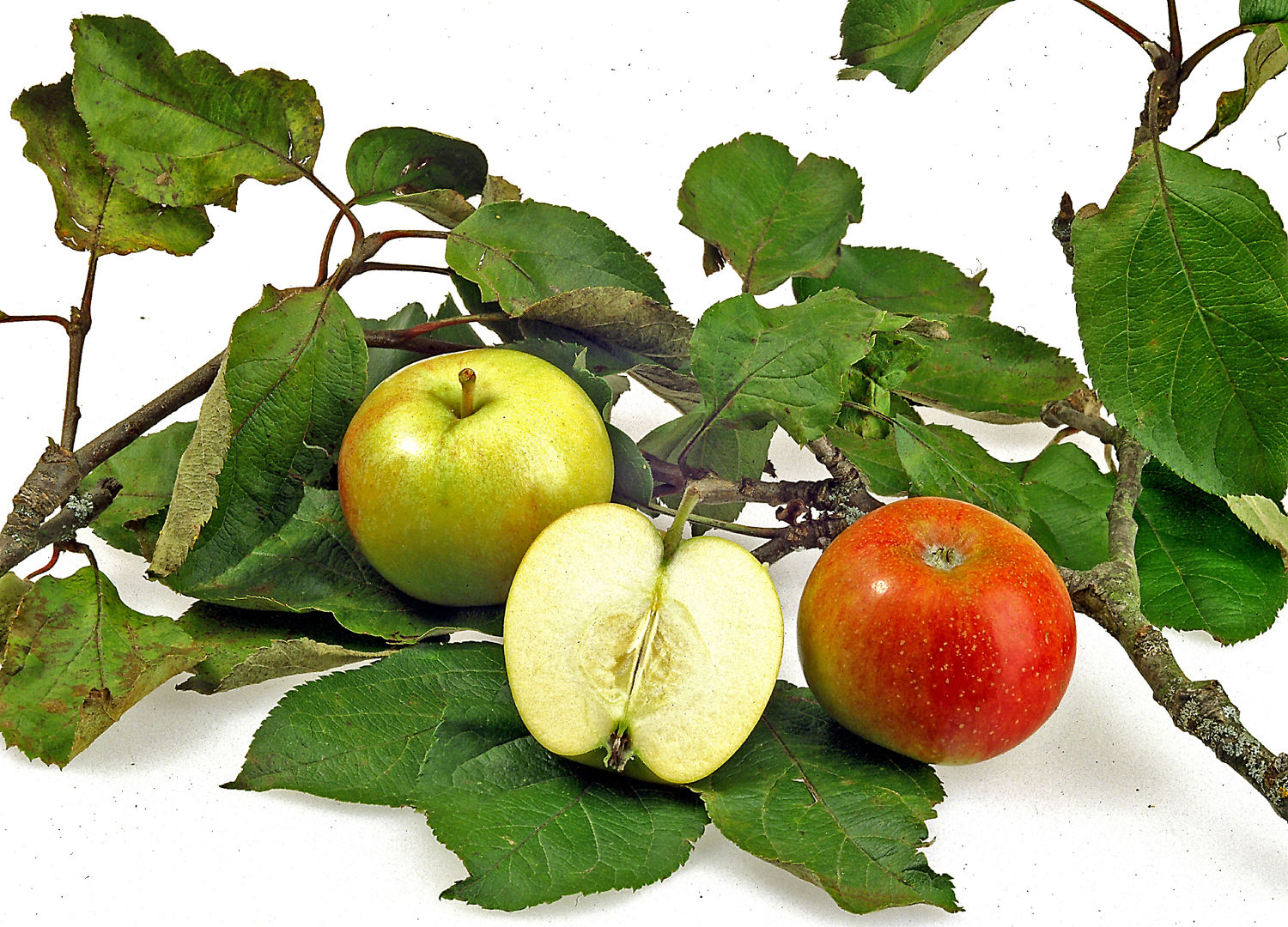 Apfel Alkmene - Apfel 'Alkmene' Reife: mittel - WÖRLEIN