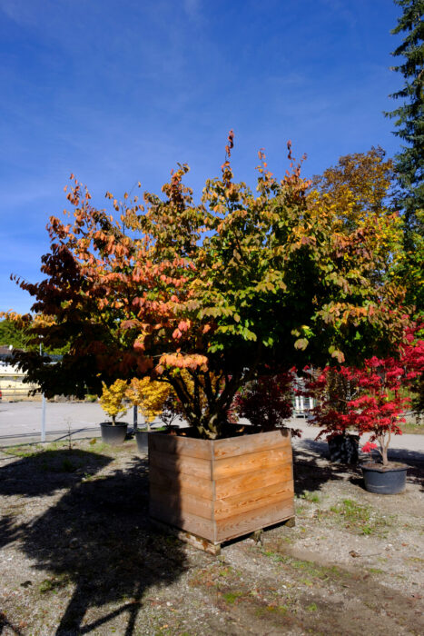 Bild ansehen: Eisenholzbaum