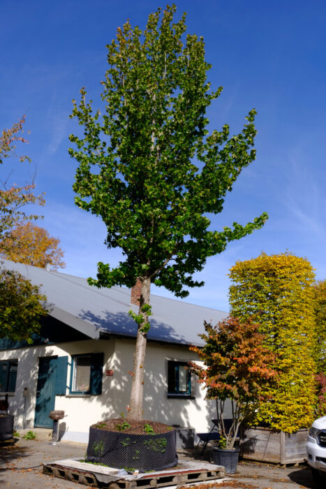 Bild ansehen: Amberbaum