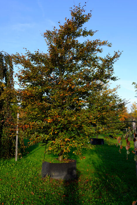 Bild ansehen: Blutbuche 'Tricolor'
