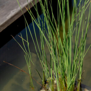 Typha minima - Rohrkolben