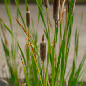 Typha latifolia - Rohrkolben