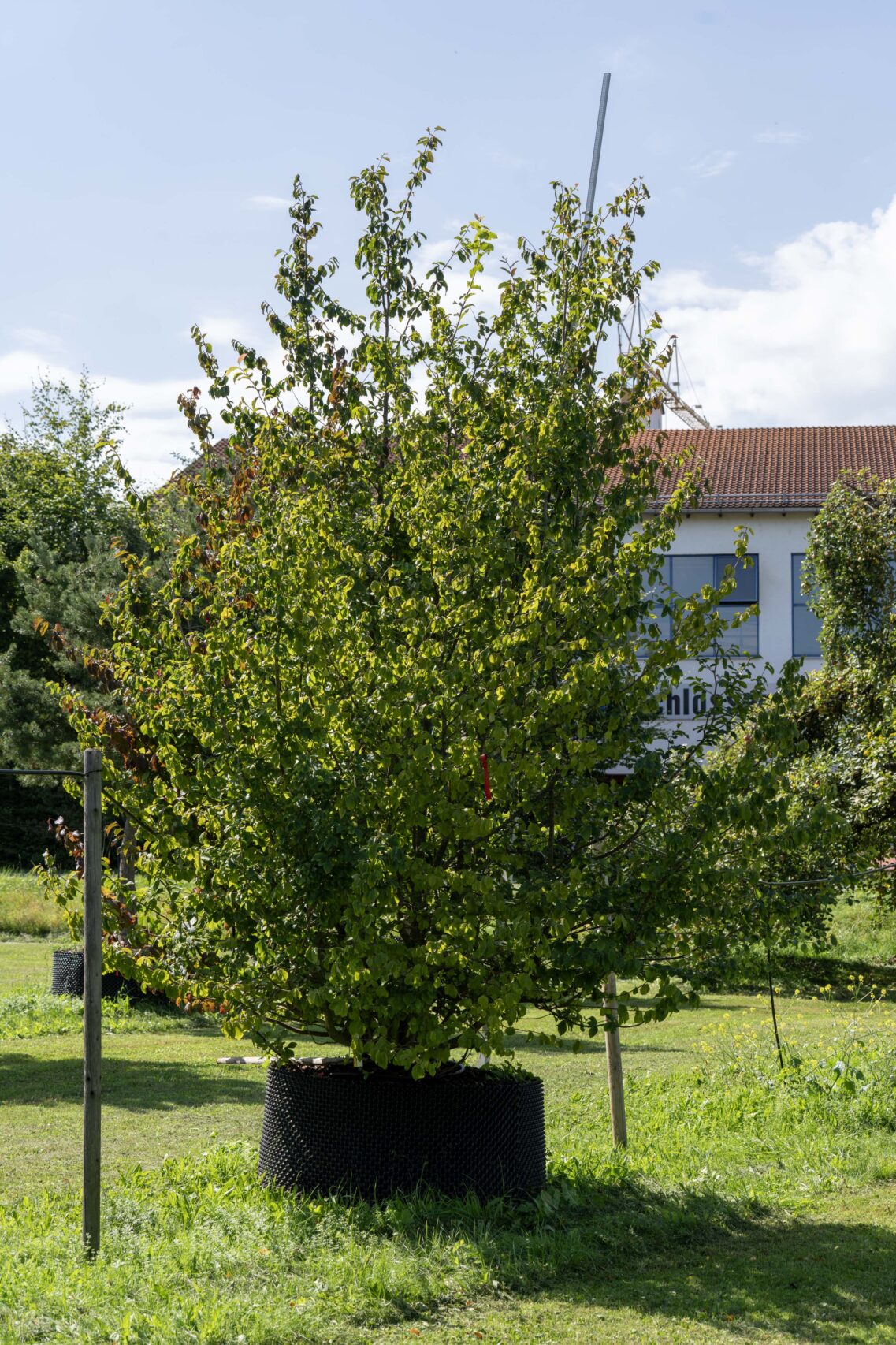 Persisches Eisenholz
