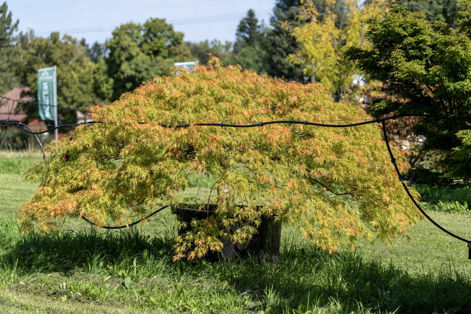 Japanischer Schlitzahorn ‚Dissectum Viridis‘