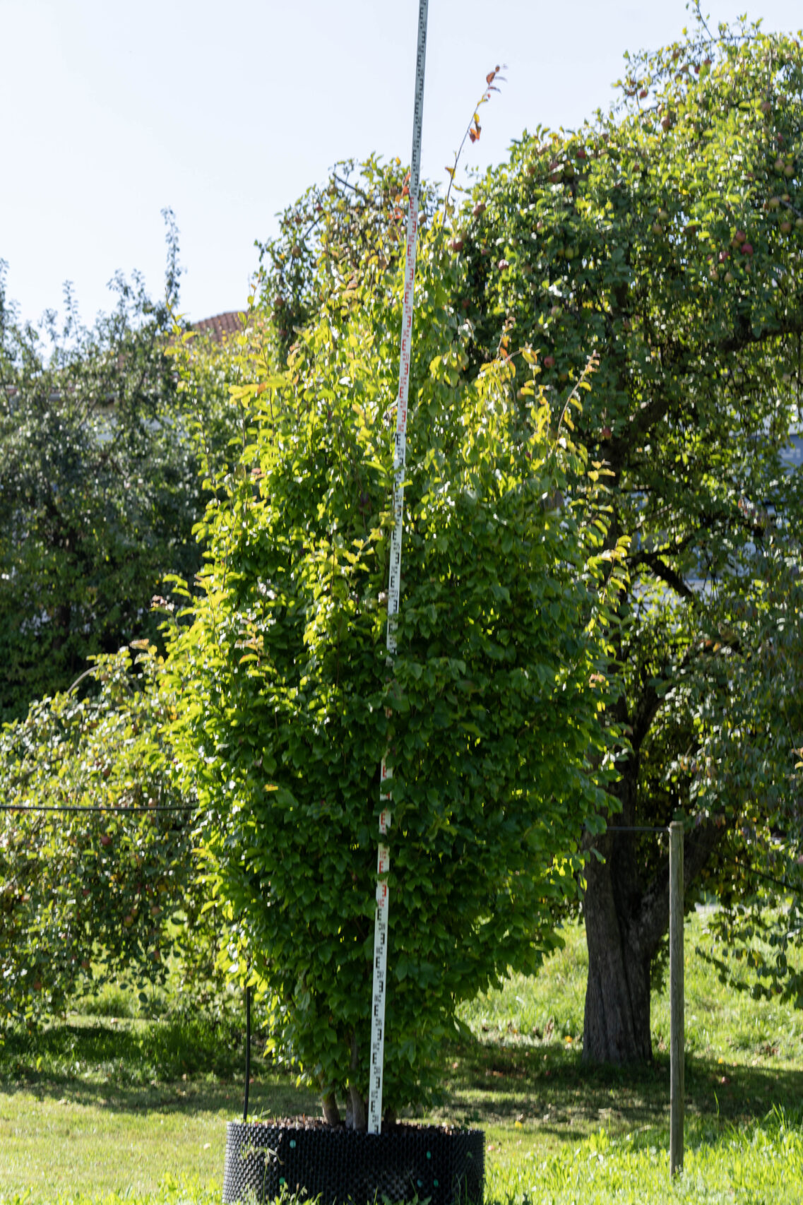 Persisches Eisenholz ‚Vanessa‘