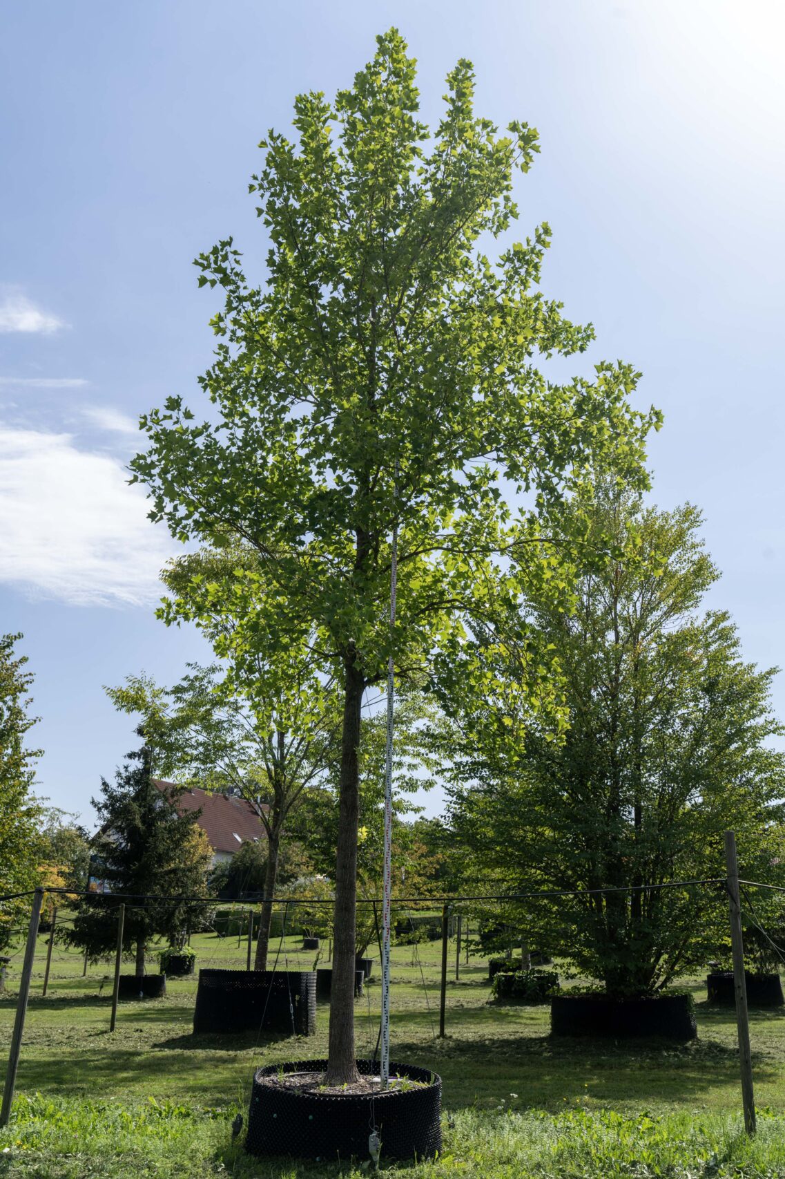 Tulpenbaum
