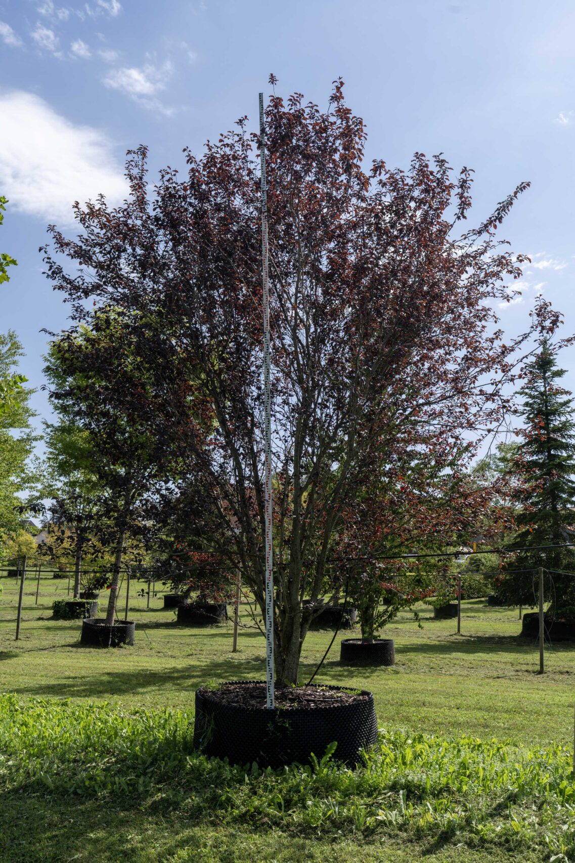 Blutpflaume ‚Nigra‘