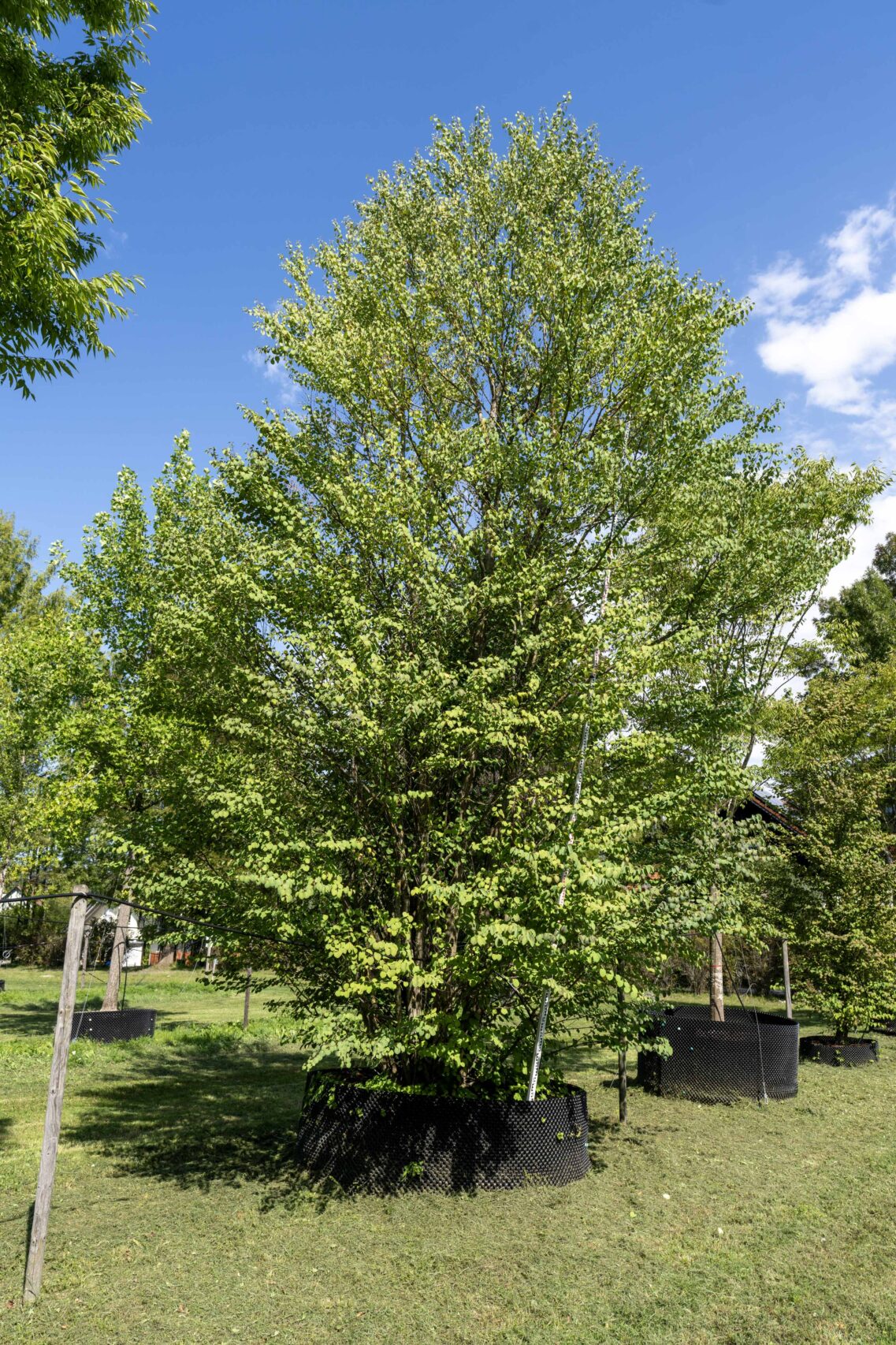 Lebkuchenbaum